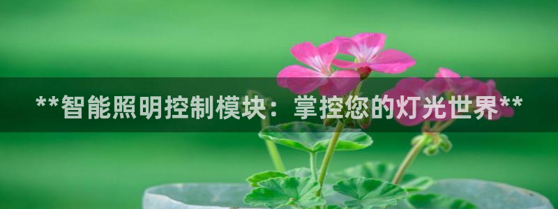 云顶国际服账号